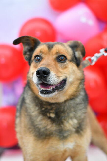 Roki szuka domku z ogrodem!