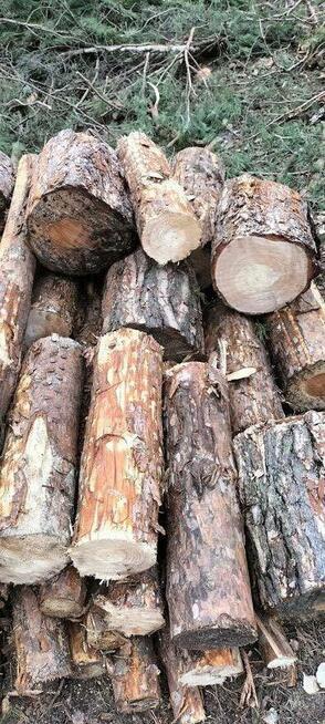 Drewno opałowe SOSNA