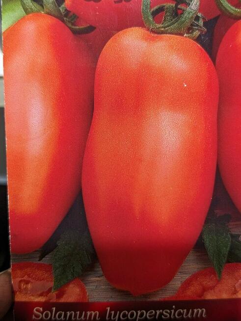 Pomidor San Marzano 3 na przetwory nasiona do kolekcji