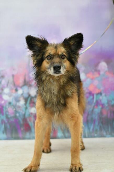 Nieśmiały Brego szuka domu pełnego miłości!