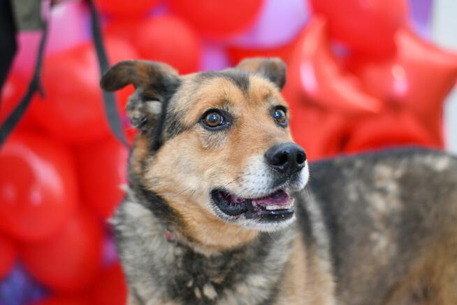 Roki szuka domku z ogrodem!