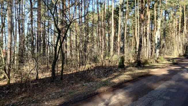 Działka leśna budowlana