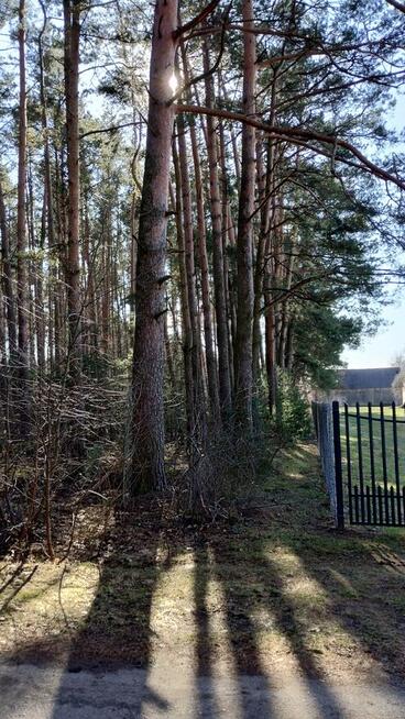 Działka leśna budowlana