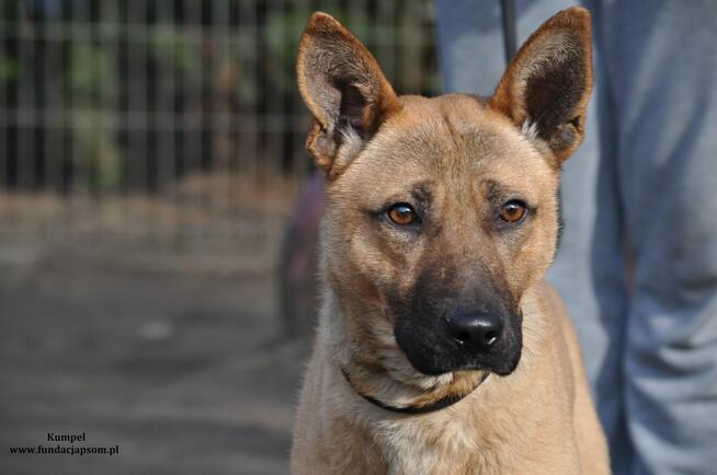 Kumpel- Czeka na swój wymarzony dom!
