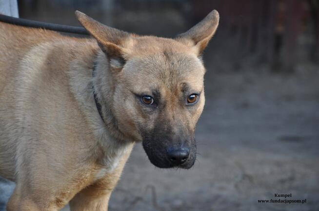 Kumpel- Czeka na swój wymarzony dom!