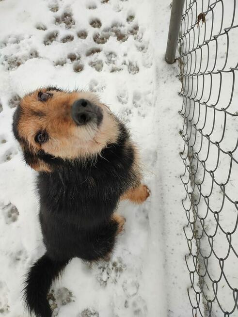 Bero enericzny i wesoły ok.8/9 let.psiak czeka na dom Hanna
