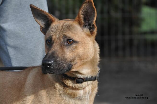 Kumpel- Czeka na swój wymarzony dom!