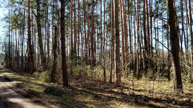 Działka leśna budowlana