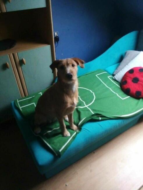 Pilne!! Dora to 2 let.. kochana sunieczka czeka na dom Ryjek