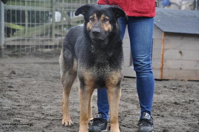 Edek- Miły i spokojny pies szuka swojego domku!