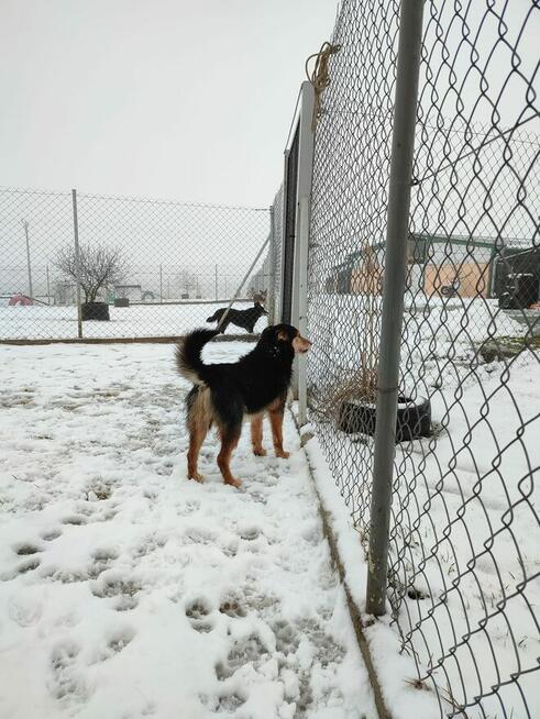 Bero enericzny i wesoły ok.8/9 let.psiak czeka na dom Hanna
