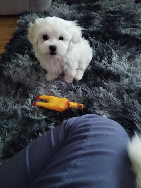 Dwa pieski rasy maltańczyk szukają domu