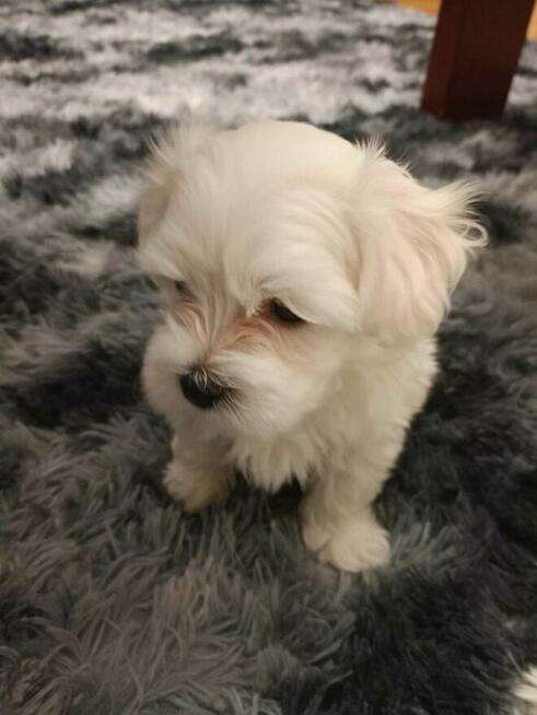 Dwa pieski rasy maltańczyk szukają domu