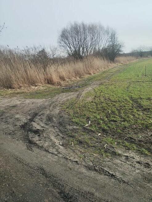 Sprzedam działki okazja gołąb gm Puławy 2,59ha złoża zamiana