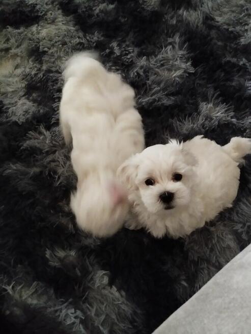 Dwa pieski rasy maltańczyk szukają domu