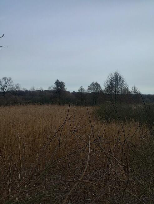 Sprzedam działki okazja gołąb gm Puławy 2,59ha złoża zamiana