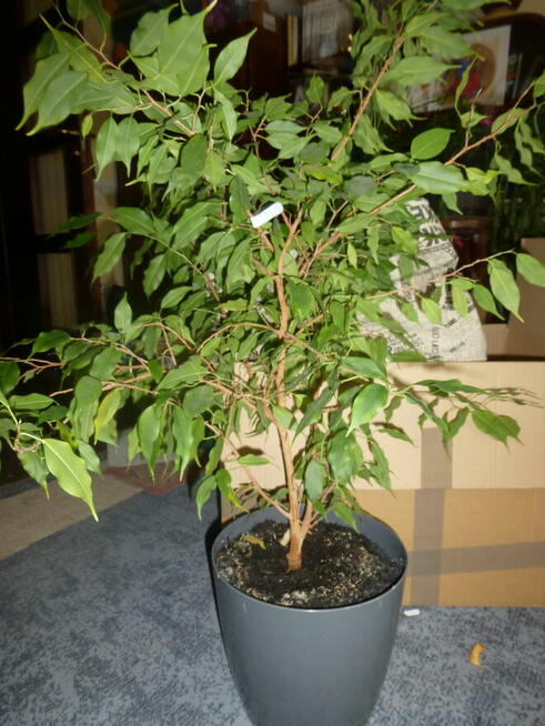 Okazałe rosliny sprzedam