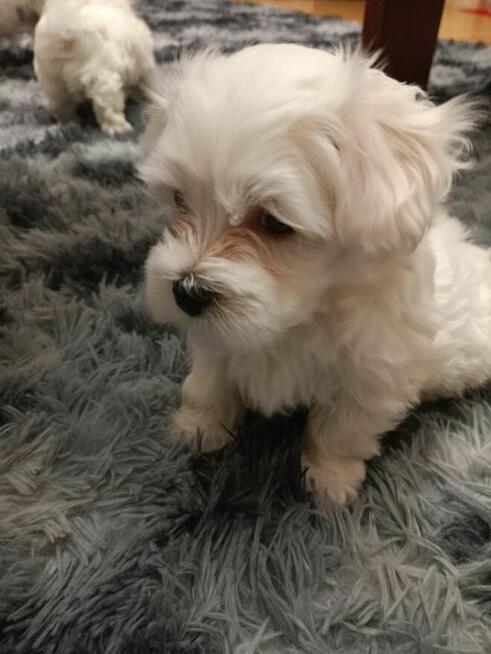 Dwa pieski rasy maltańczyk szukają domu