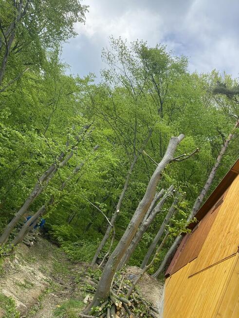 Wycinka przycinka drzew usługi ogrodowe