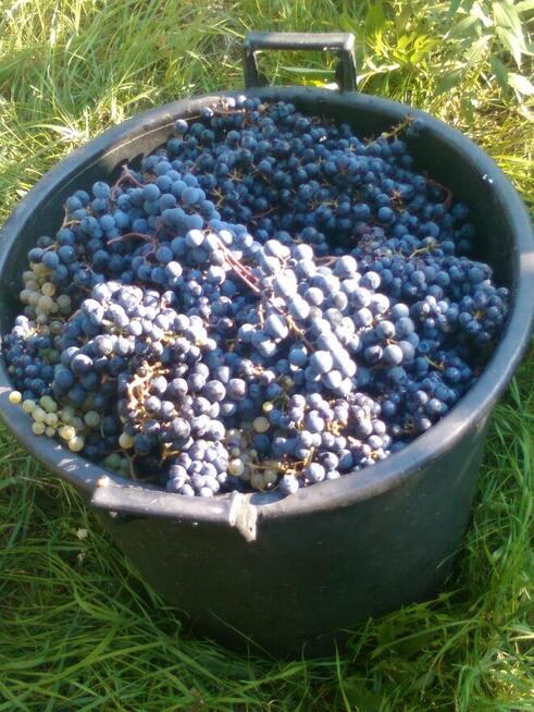 Opieka nad ogrodami i terenami zielonymi