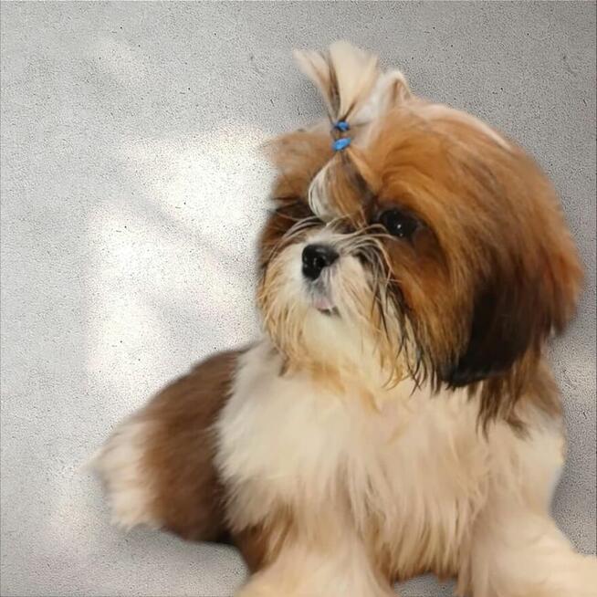 Shih-Tzu Piesek FCI