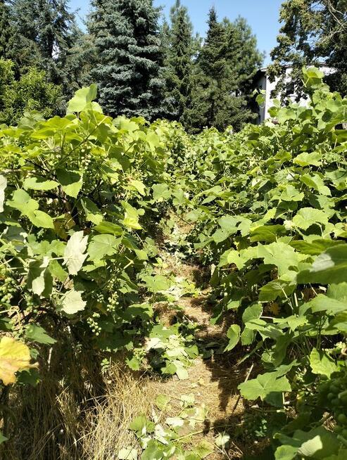 Opieka nad ogrodami i terenami zielonymi