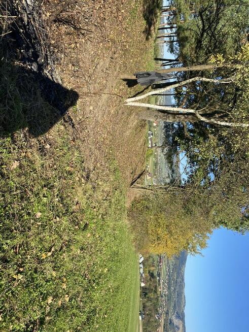 Wycinka przycinka drzew usługi ogrodowe