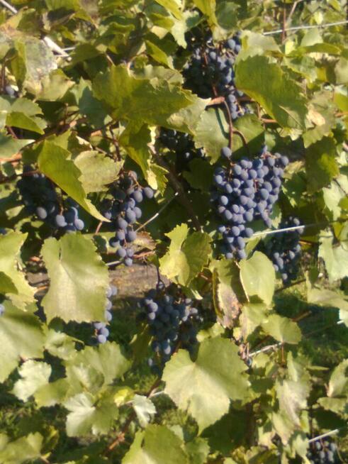 Opieka nad ogrodami i terenami zielonymi