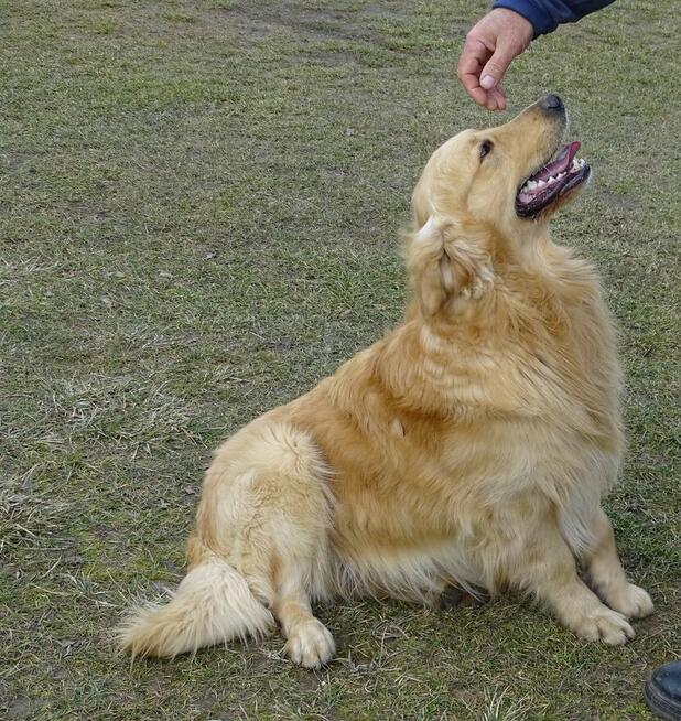 Golden retriever reproduktor/ krycie