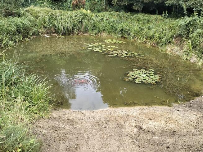 Opieka nad ogrodami i terenami zielonymi
