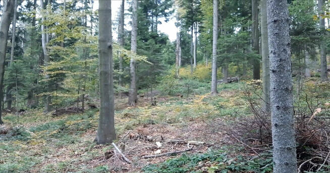 Grunt leśny 1,4 ha woj. małopolskie, pow. gorlicki, gm. Ropa