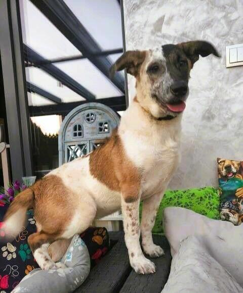 Śliczna Santa do adopcji.