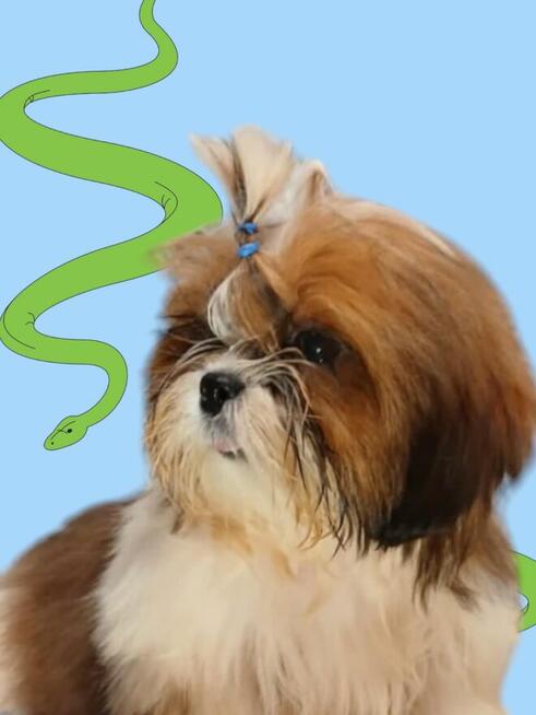 Shih-Tzu Piesek FCI