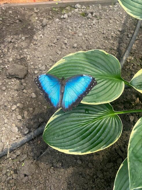BYŁO BY MIŁO POZNAĆ PANIĄ JAKO PRZYJACIÓŁKĘ NIE TYLKO OD ...