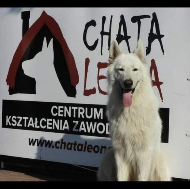 Kurs Zoopsycholog Behawiorysta Treser psów