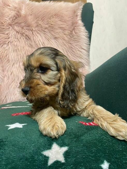 Cockapoo pudel miniaturowy plus Cocker spaniel angielski