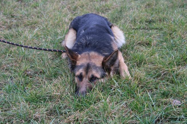 Graf szuka własciciela