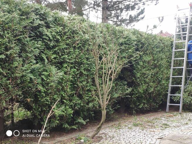 Zrebkowanie (mielenie) gałęzi, karczowanie działek