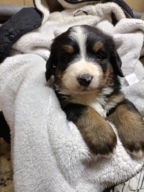 Berneński pies pasterski