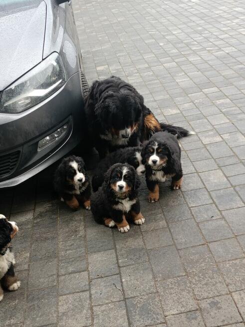 Berneński pies pasterski