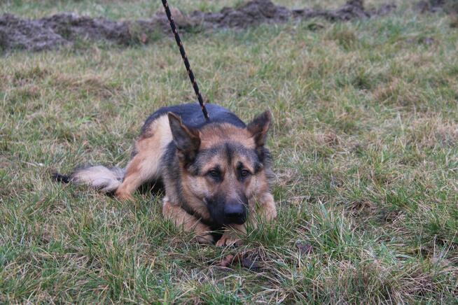 Graf szuka własciciela