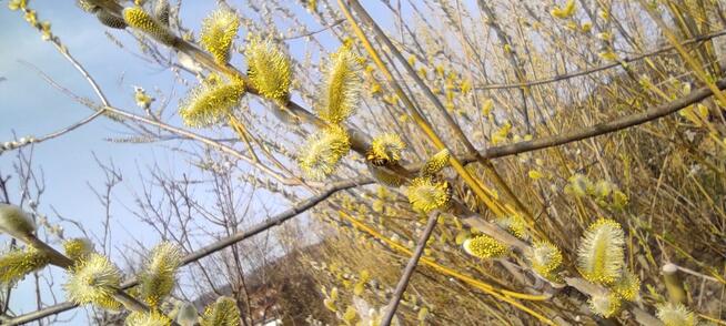 Wierzby Smitha, Wierzba, Szczepienie Sztobry, Podkładki, 600