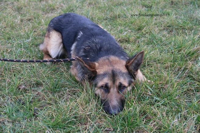 Graf szuka własciciela