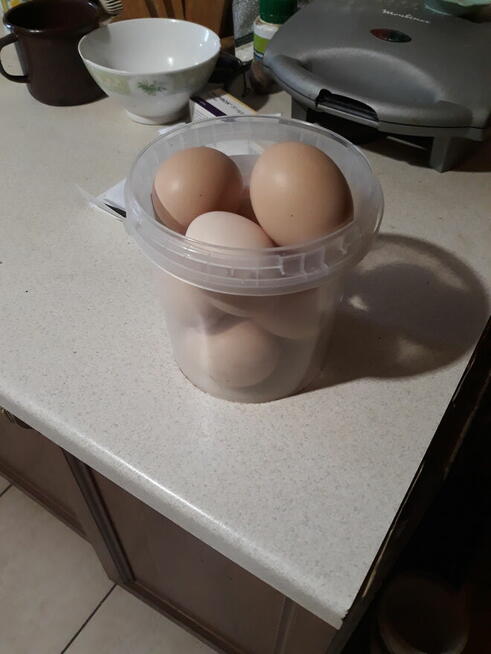 sprzedam jajka wiejskie, kurze