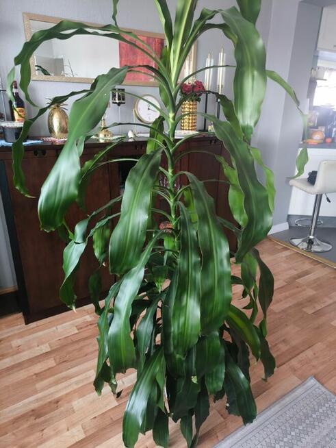 Dracena wonna 170 cm