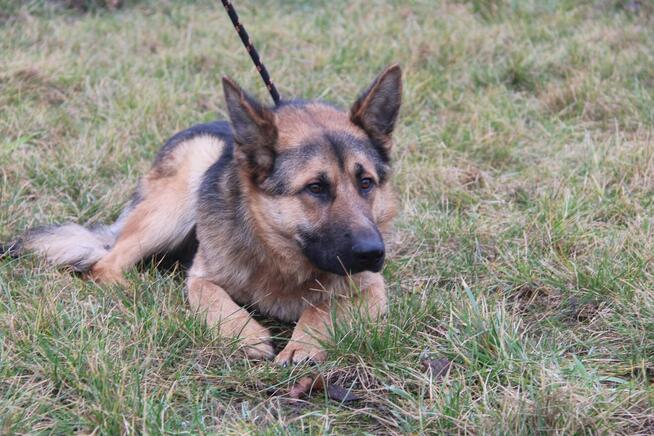 Graf szuka własciciela