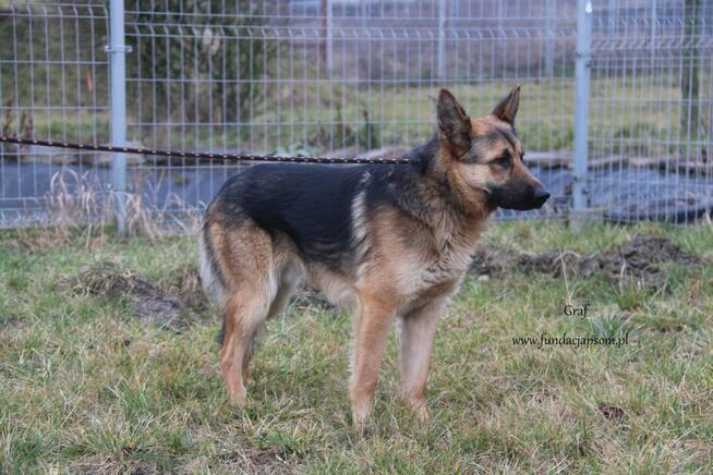 Graf szuka własciciela