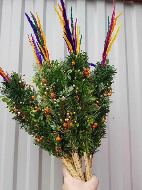 palmy Wielkanocne, palmy żywe - PRODUCENT/HURT