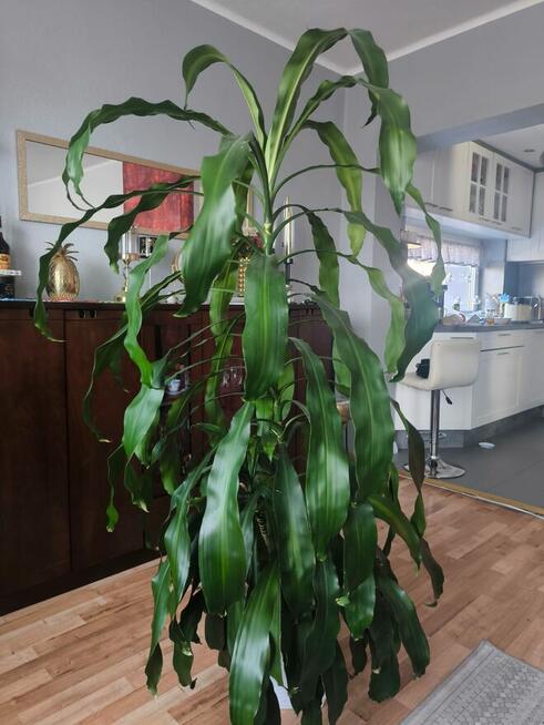 Dracena wonna 170 cm