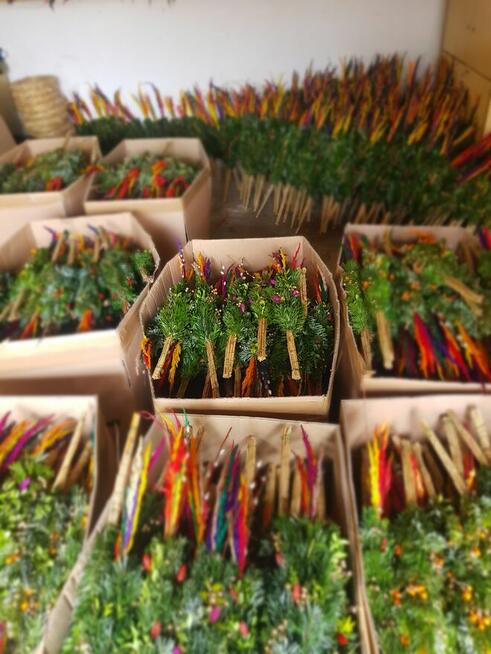 palmy Wielkanocne, palmy żywe - PRODUCENT/HURT